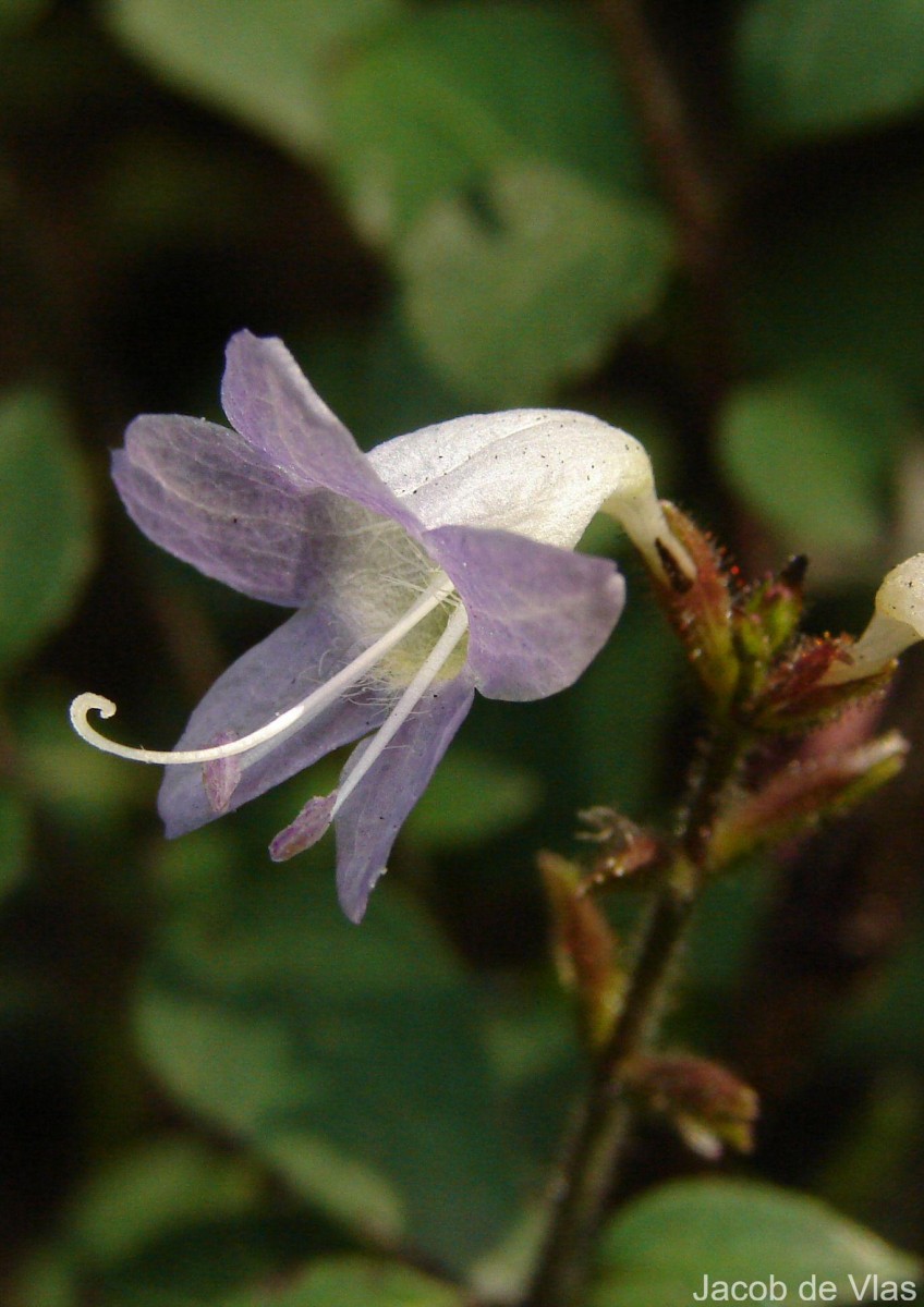 Strobilanthes diandra var. diandra (Nees) Alston